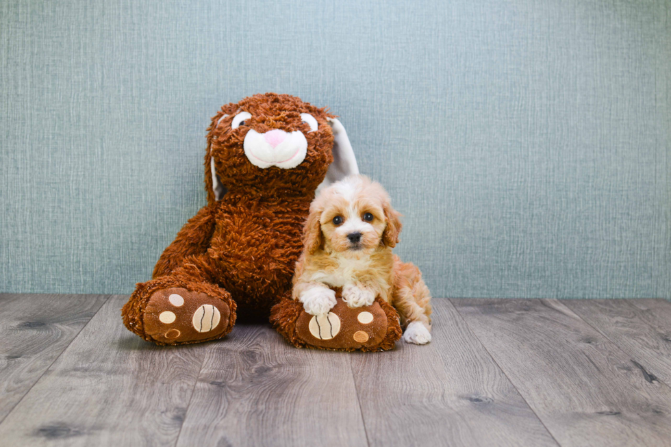 Small Cavapoo Baby