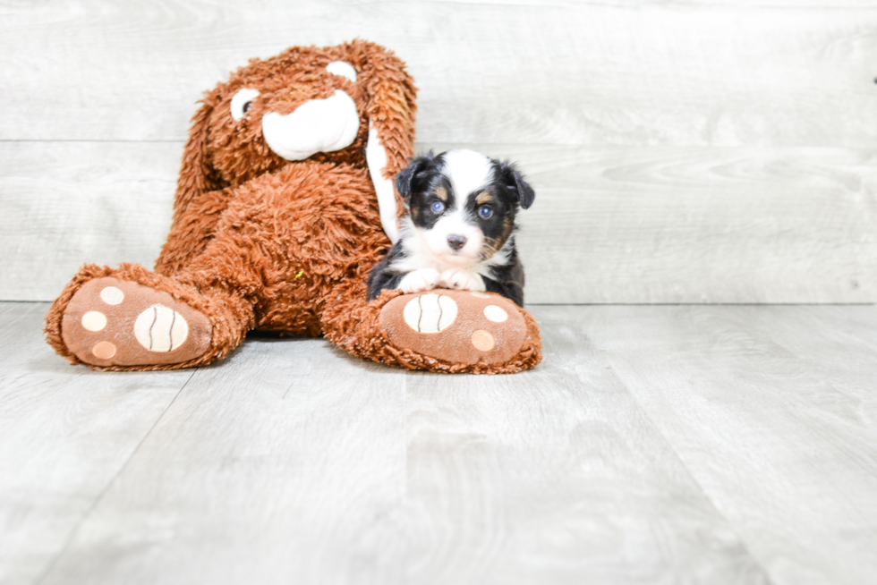 Sweet Mini Aussiedoodle Baby