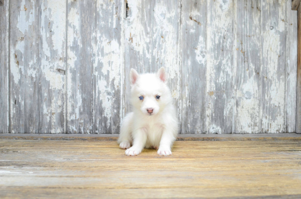 Pomsky Pup Being Cute