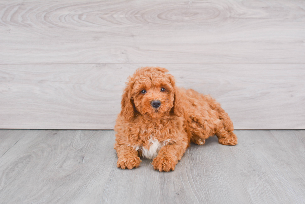 Mini Goldendoodle Pup Being Cute