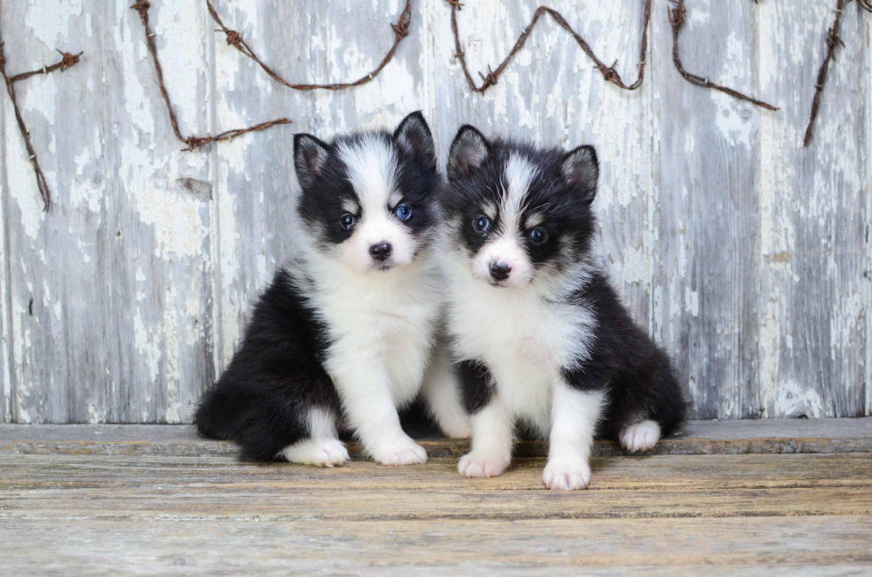 Fluffy Pomsky Designer Pup