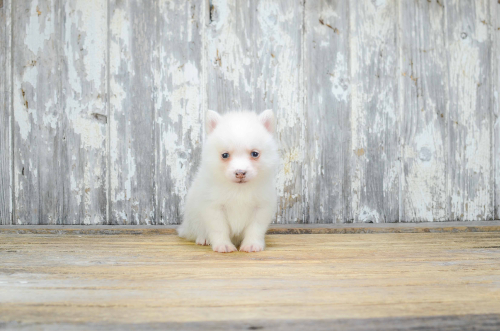 Fluffy Pomsky Designer Pup