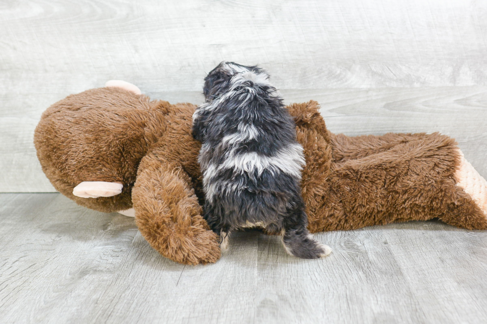 Fluffy Mini Aussiedoodle Poodle Mix Pup