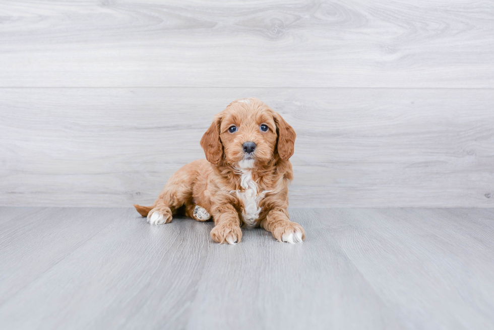 Popular Mini Goldendoodle Poodle Mix Pup