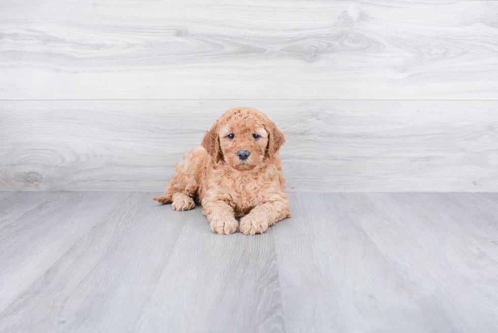 Mini Goldendoodle Pup Being Cute