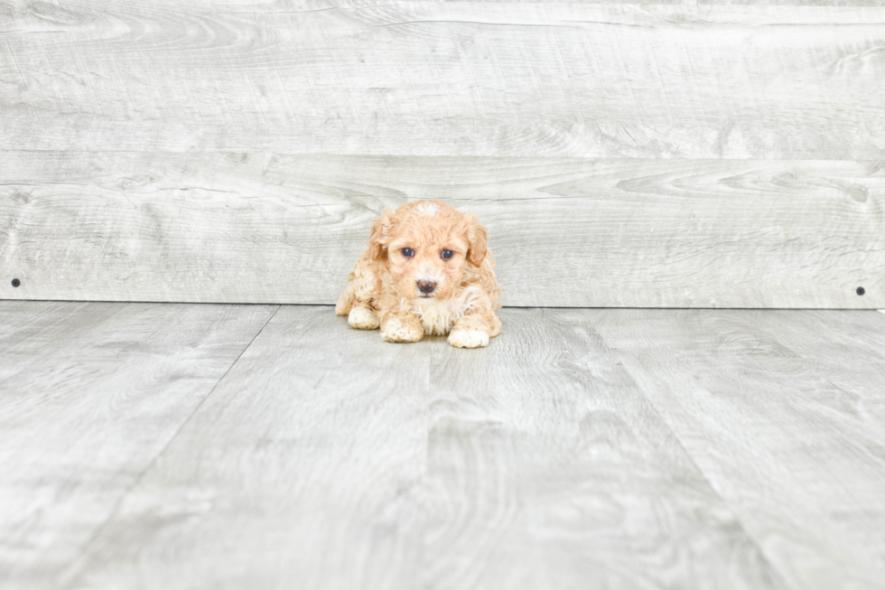 Maltipoo Puppy for Adoption