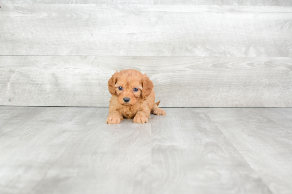 Best Cavapoo Baby