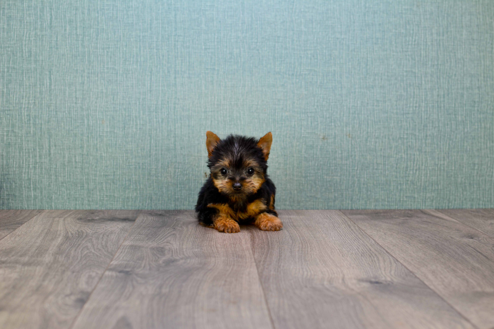 Meet Beckham - our Yorkshire Terrier Puppy Photo 