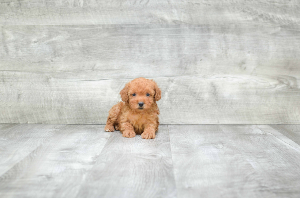 Yorkie Poo Puppy for Adoption