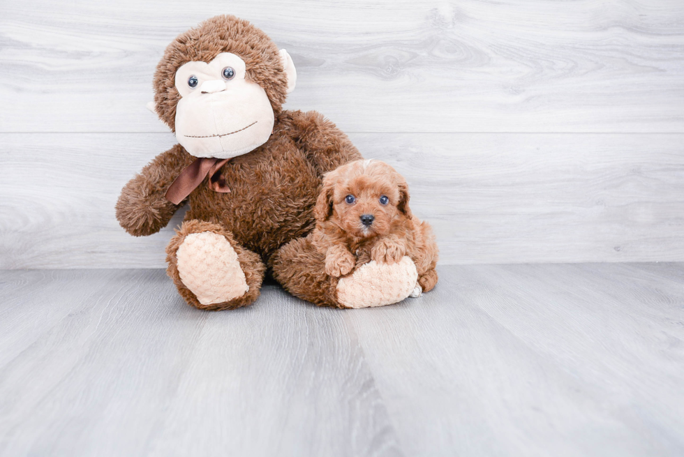 Popular Cavapoo Poodle Mix Pup