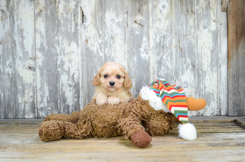 Funny Cavachon Designer Pup