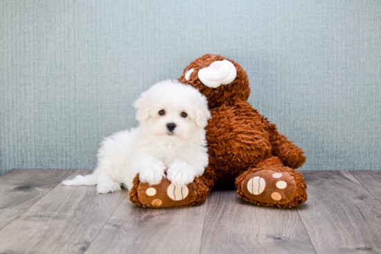 Friendly Maltipoo Baby