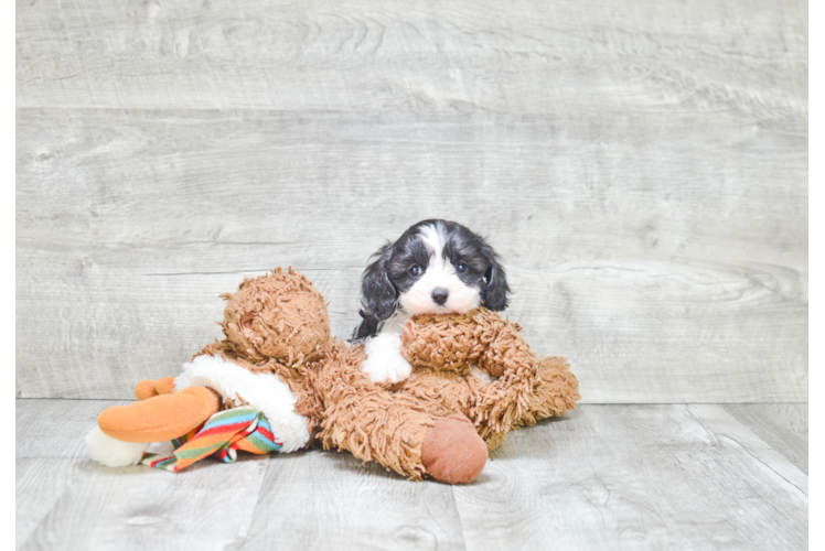 Best Cavachon Baby