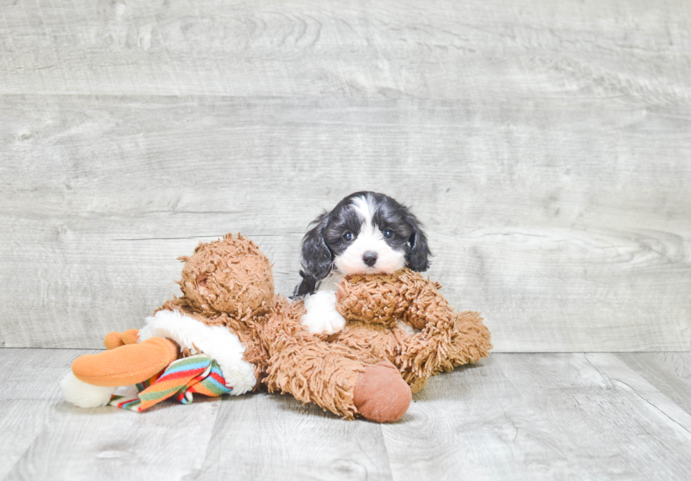 Best Cavachon Baby