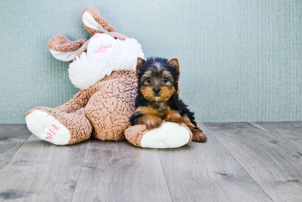 Meet Kacee - our Yorkshire Terrier Puppy Photo 