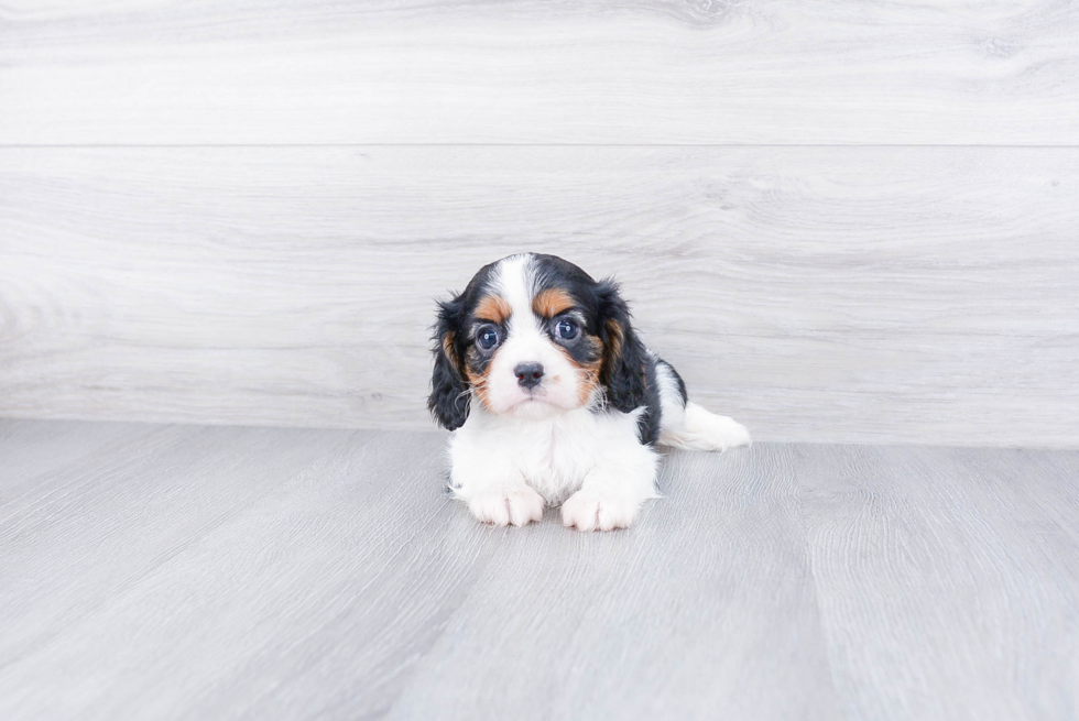 Akc Registered Cavalier King Charles Spaniel Purebred Pup