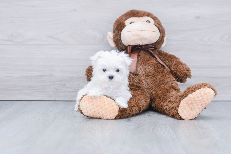 Friendly Maltese Purebred Pup