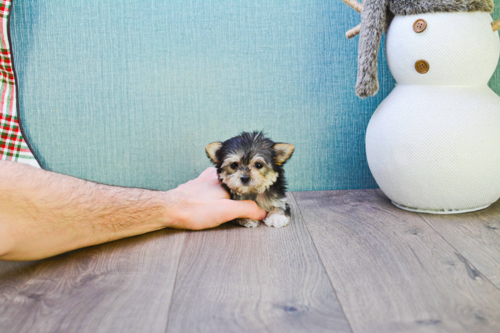 Adorable Yorkie Designer Puppy