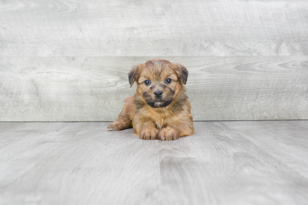 Fluffy Shorkie Designer Pup