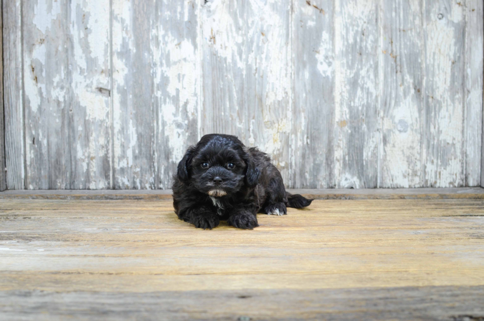 Friendly Teddy Bear Baby