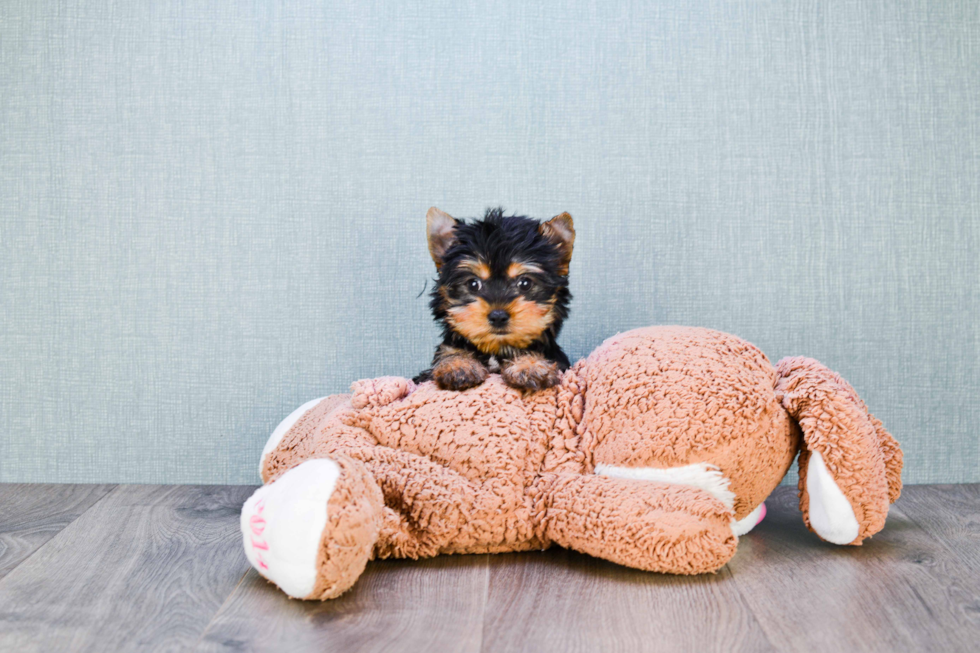 Meet Tinkerbell - our Yorkshire Terrier Puppy Photo 