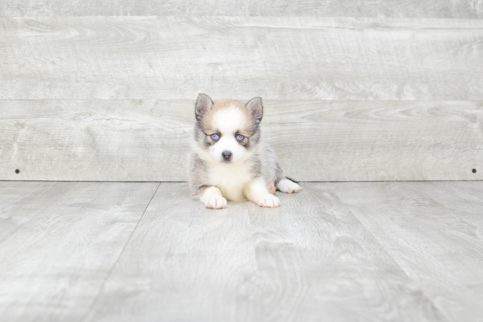 Smart Pomsky Designer Pup