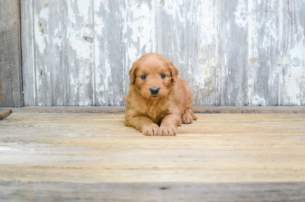 Happy Mini Goldendoodle Baby