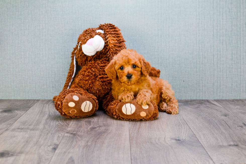 Mini Goldendoodle Puppy for Adoption