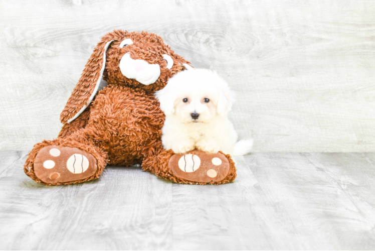 Funny Bichon Frise Purebred Pup