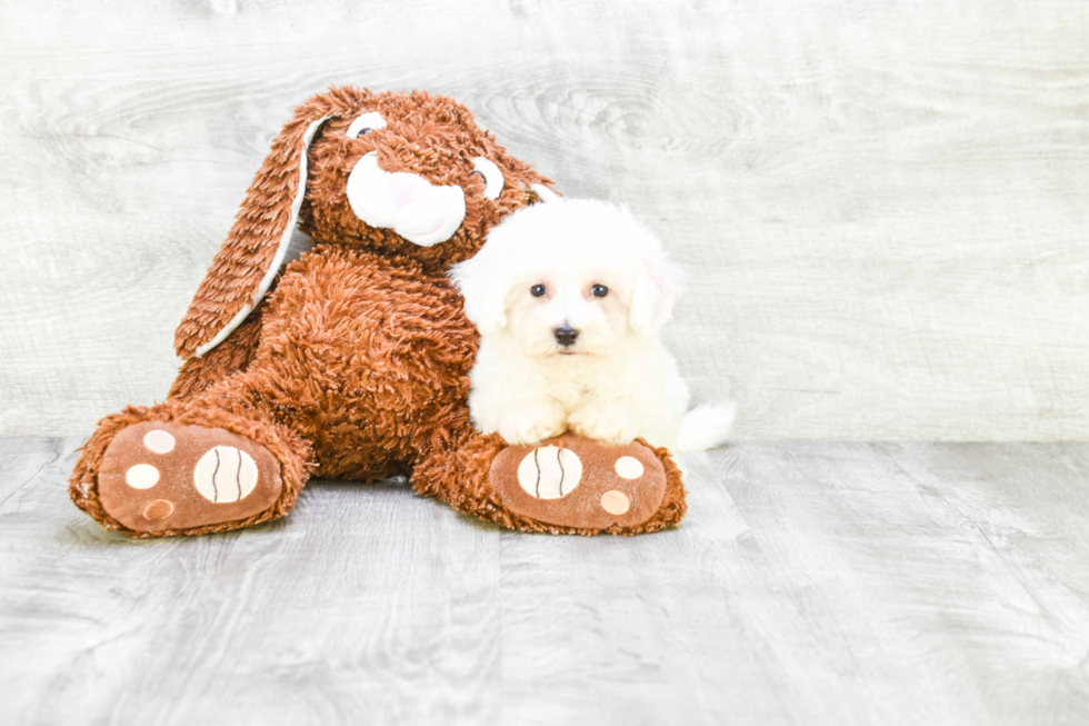 Funny Bichon Frise Purebred Pup