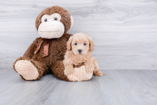 Happy Maltipoo Baby