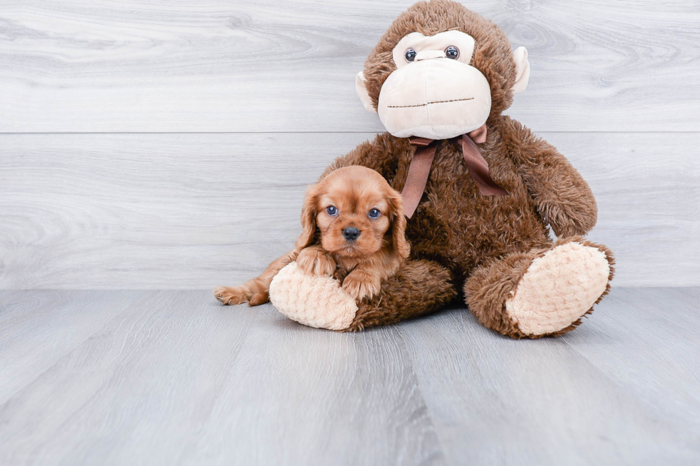 Cavalier King Charles Spaniel Pup Being Cute