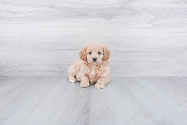 Cockapoo Puppy for Adoption