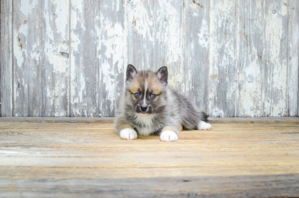 Best Pomsky Baby