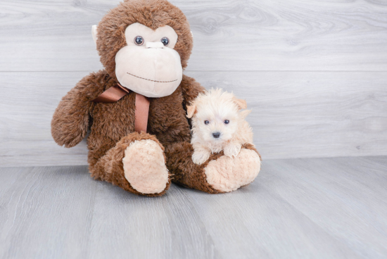 Best Maltipoo Baby