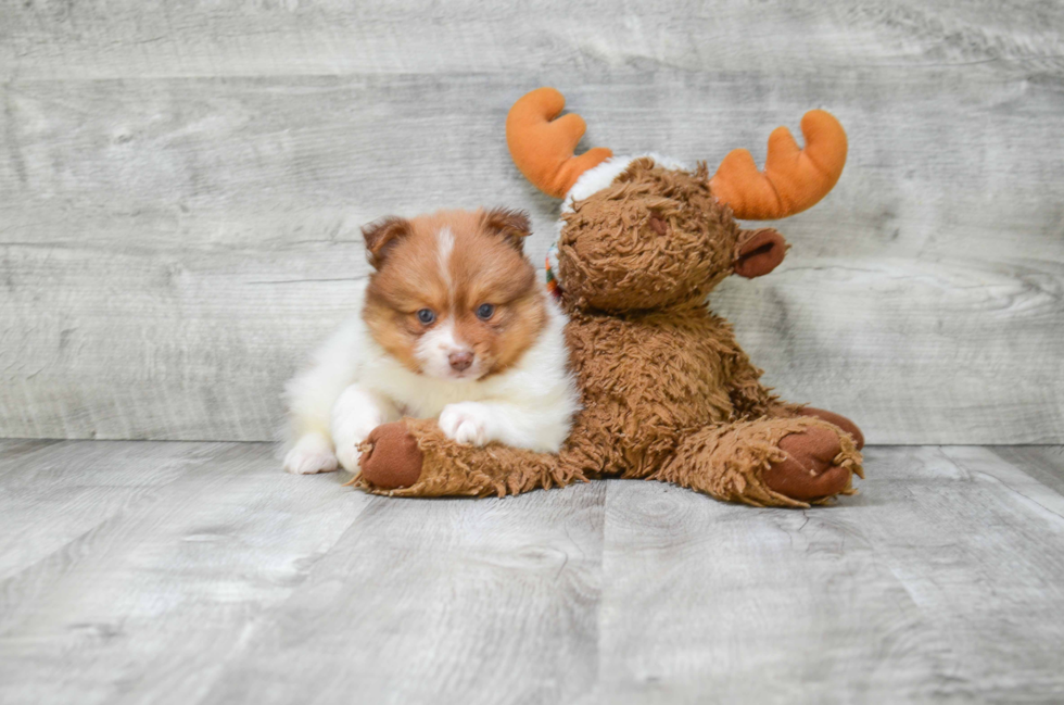 Hypoallergenic Pomeranian Purebred Pup