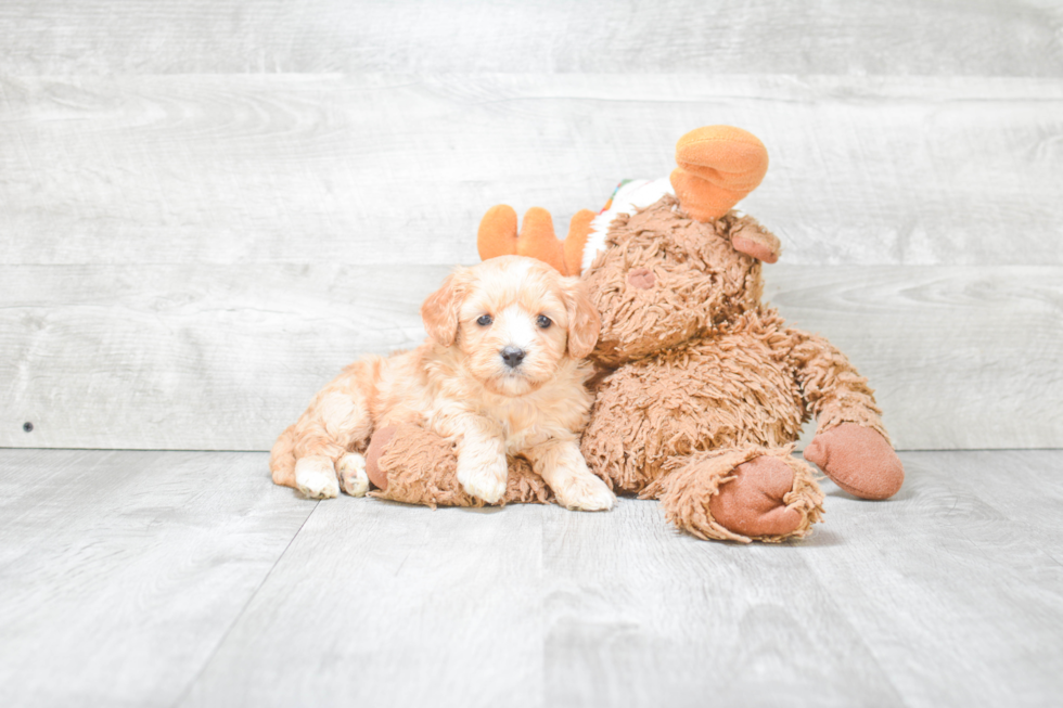 Best Cavapoo Baby