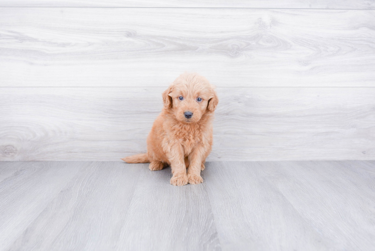 Mini Goldendoodle Pup Being Cute