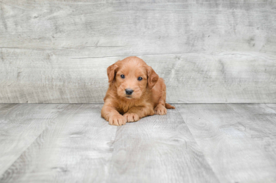 Petite Mini Goldendoodle Poodle Mix Pup