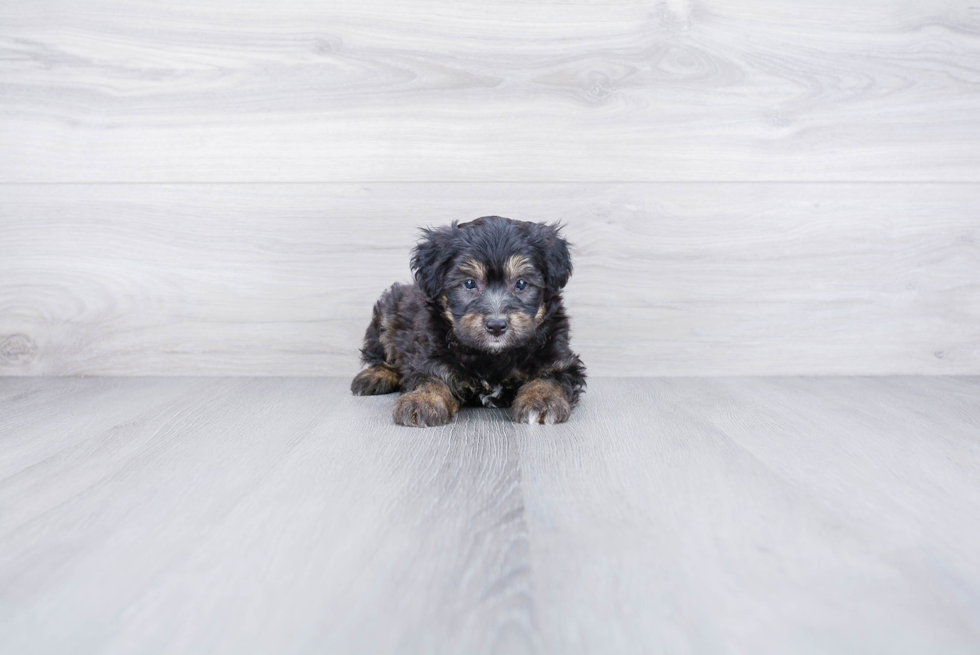 Sweet Mini Aussiedoodle Baby