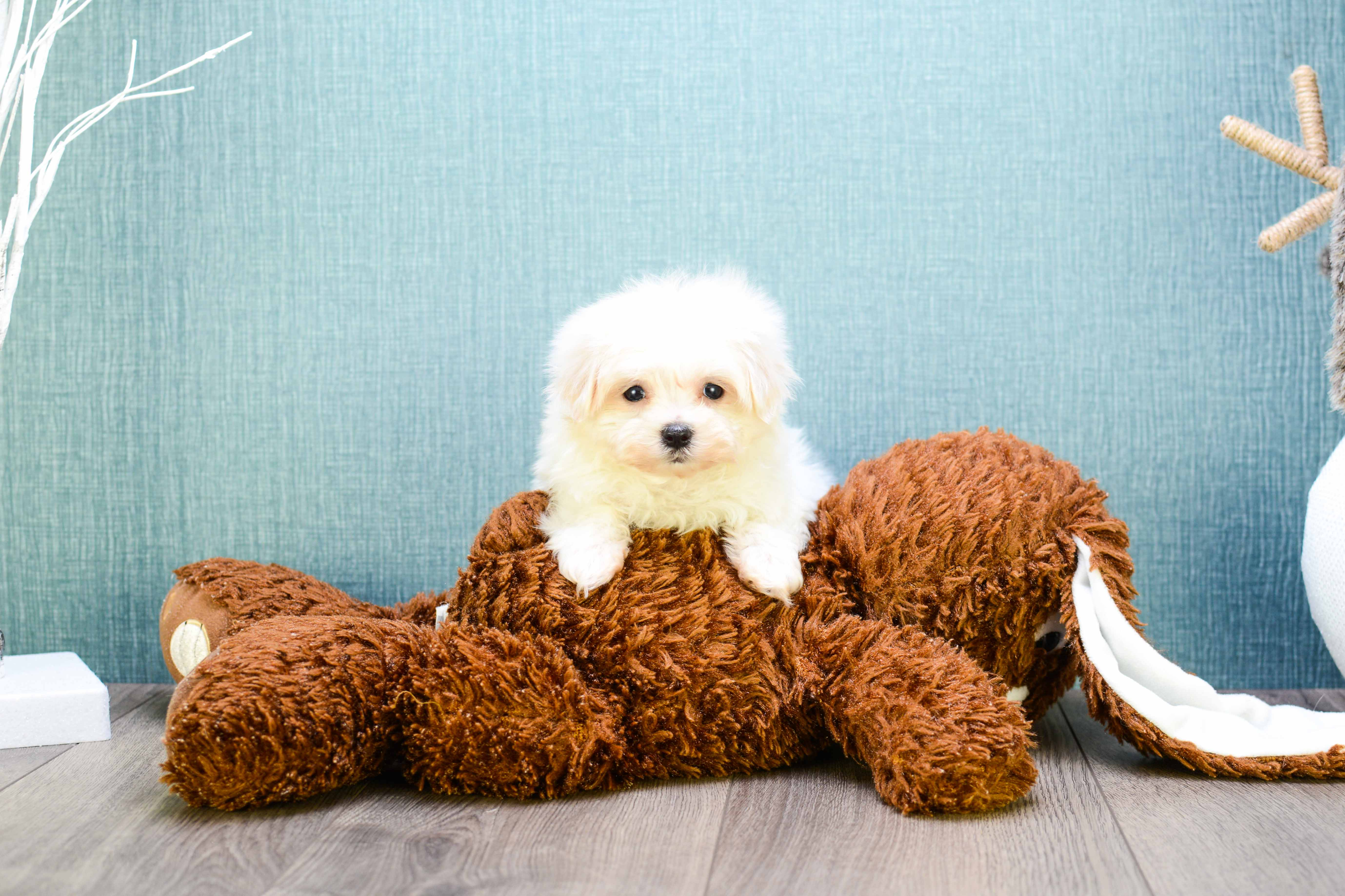 Best Maltese Baby