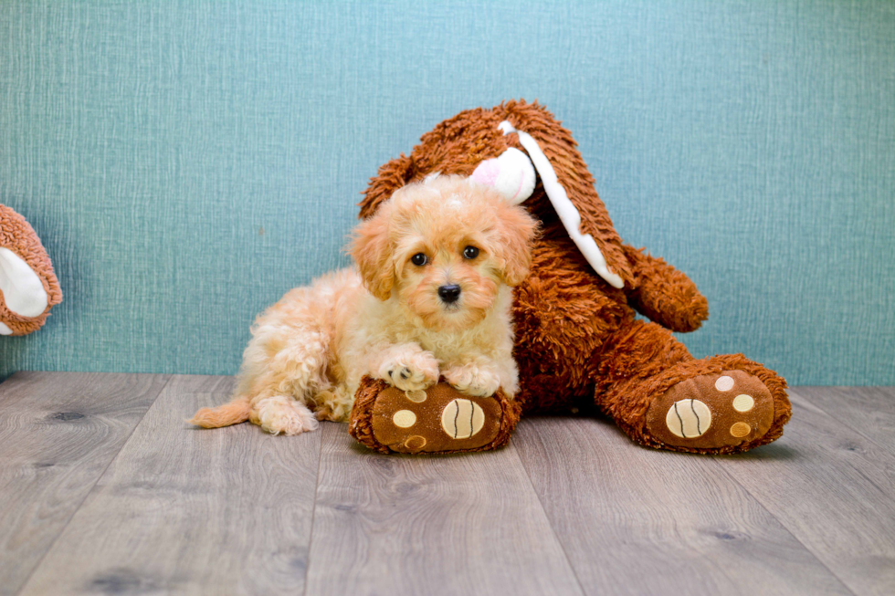 Best Mini Goldendoodle Baby