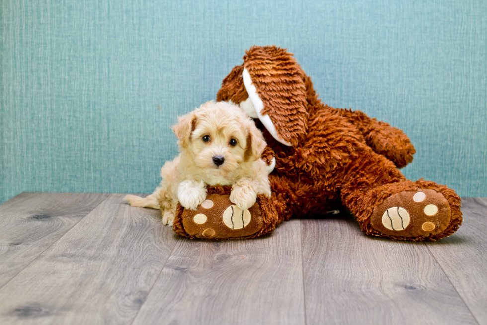 Friendly Maltipoo Baby