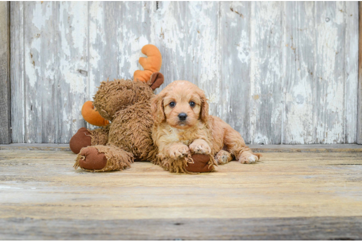 Little Cavoodle Poodle Mix Puppy