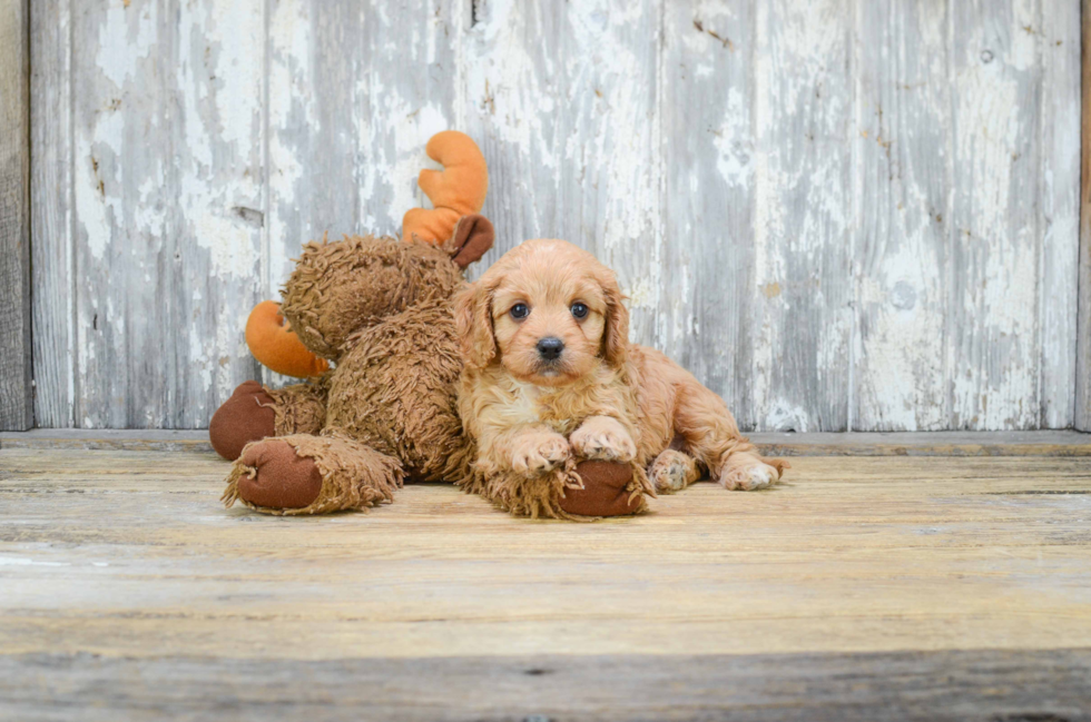 Little Cavoodle Poodle Mix Puppy