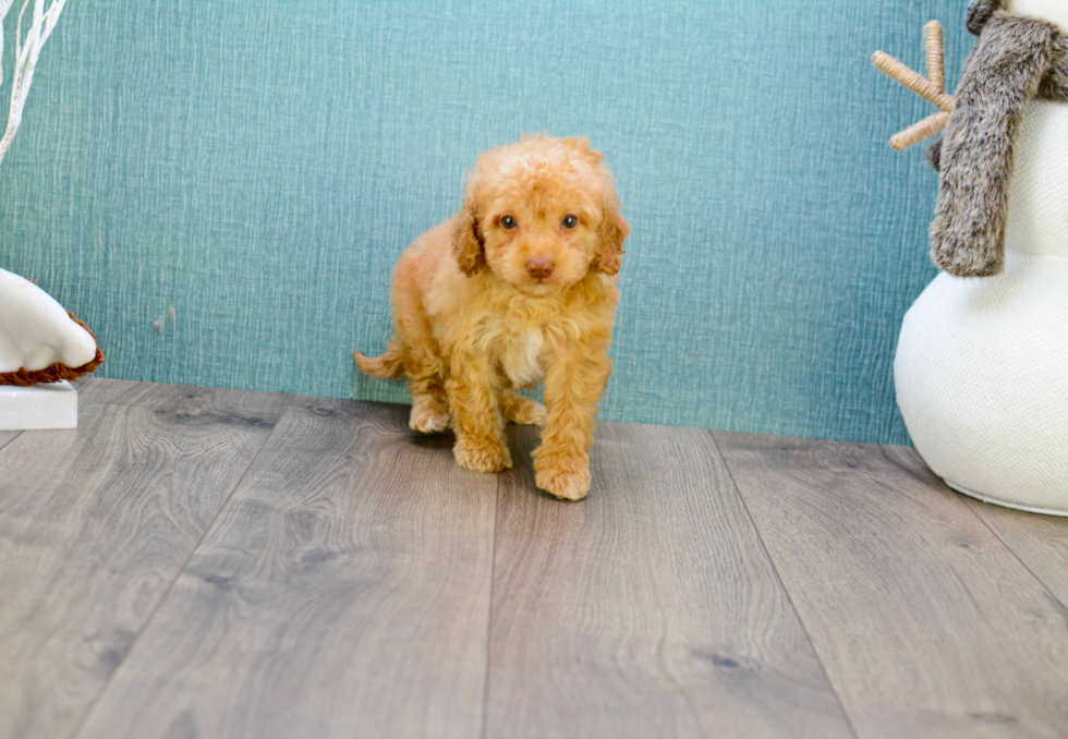 Sweet Mini Goldendoodle Baby