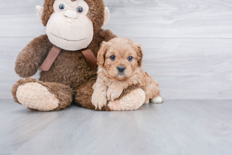 Petite Cavapoo Poodle Mix Pup