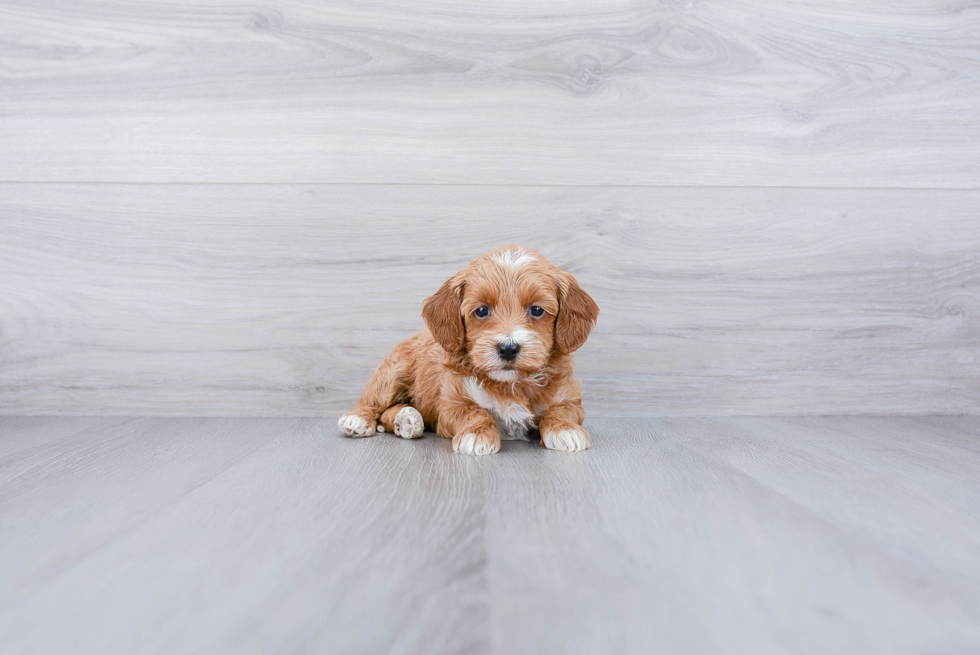 Sweet Mini Goldendoodle Baby