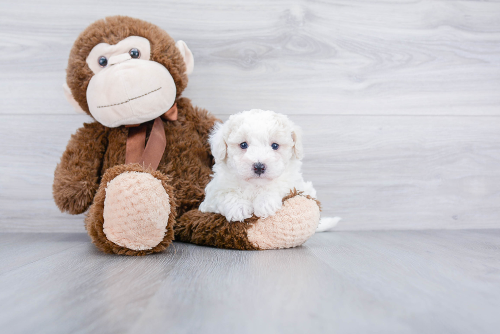 Maltipoo Puppy for Adoption