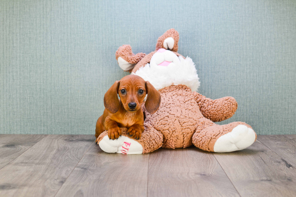 Cute Dachshund Purebred Puppy